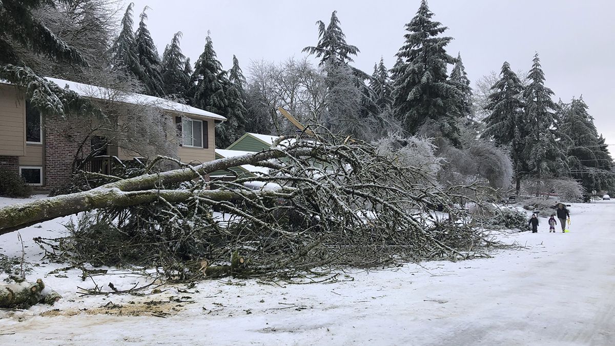 El temporal derribó árboles y debieron cancelarse vuelos.