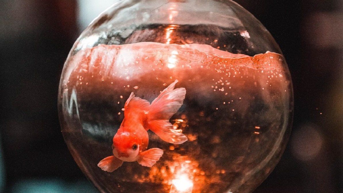 Viral: llevó a su pecera un pececito dorado pero resultó ser un monstruo