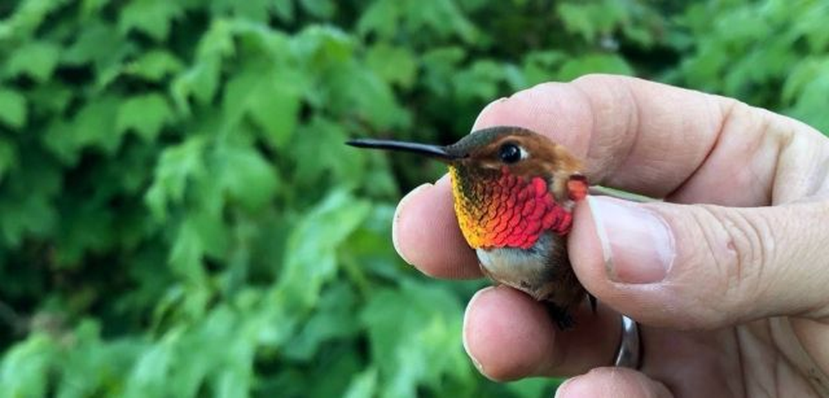 En Perú, Colombia y Ecuador puede encontrarse la mayor diversidad de colibrís.