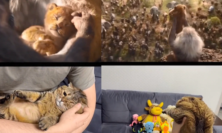 Un simpático gatito protagoniza escenas de El Rey León y arrasa en TikTok Un simpático gatito protagoniza escenas de El Rey León y arrasa en TikTok