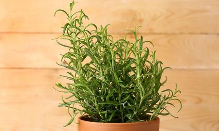 El Romero es una planta rústica que necesita sol pleno para desarrollar sus aceites esenciales y mantenerse saludable en macetas. El Romero es una planta rústica que necesita sol pleno para desarrollar sus aceites esenciales y mantenerse saludable en macetas.