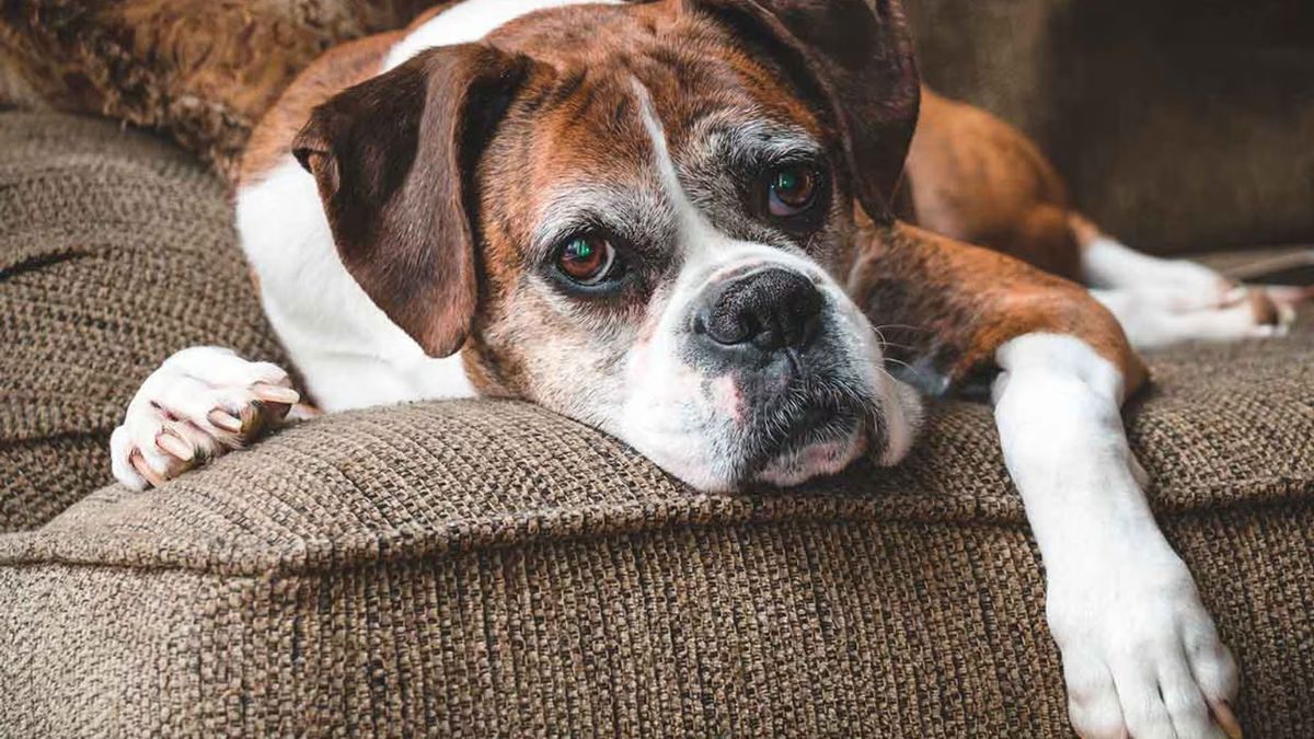 La edad en la que se considera viejo a un perro varía según varios factores. 