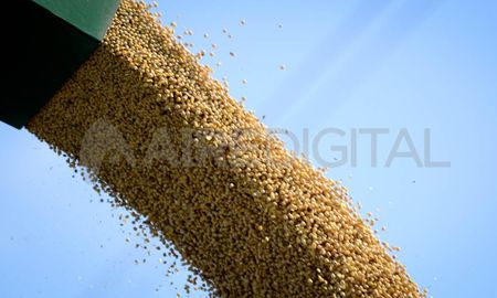 Los granos a rematar no son aptos para consumo humano pero sí pueden ser utilizados como insumo en alimentos balanceados. Los granos a rematar no son aptos para consumo humano pero sí pueden ser utilizados como insumo en alimentos balanceados.