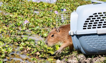 Santa Fe ya liberó más de 350 animales silvestres en 2025 y fortalece su política ambiental. Santa Fe ya liberó más de 350 animales silvestres en 2025 y fortalece su política ambiental.