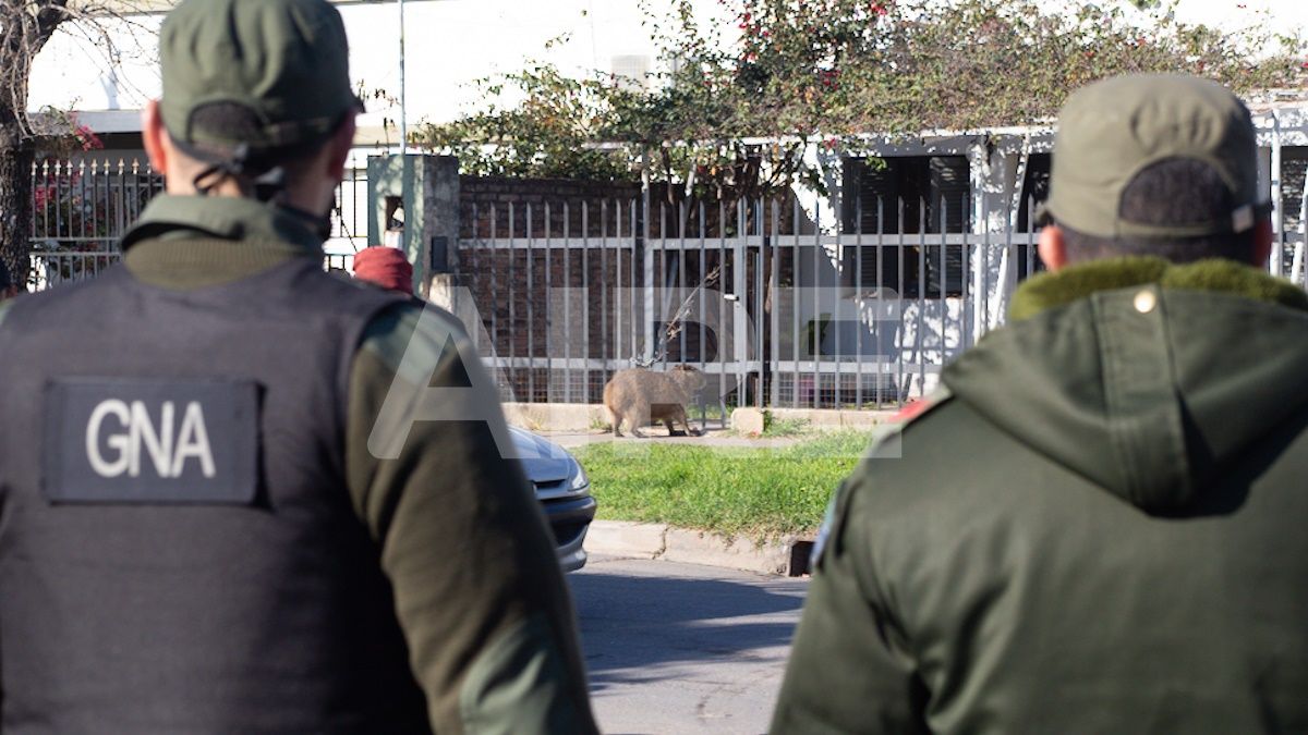 La Gendarmería llegó al barrio para llevarse al Pancho pero se fue sin el carpincho.