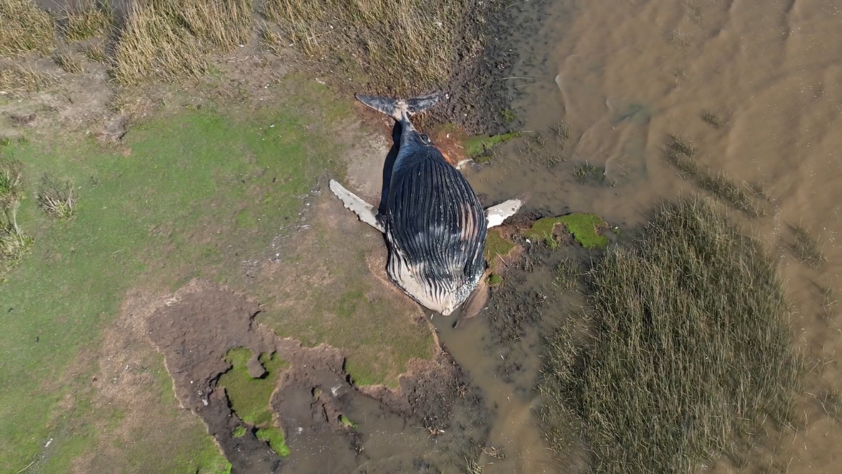 Dos pescadores encontraron el cadáver de una ballena en la costa del Río de la Plata. (Foto: Gentileza de TN).
