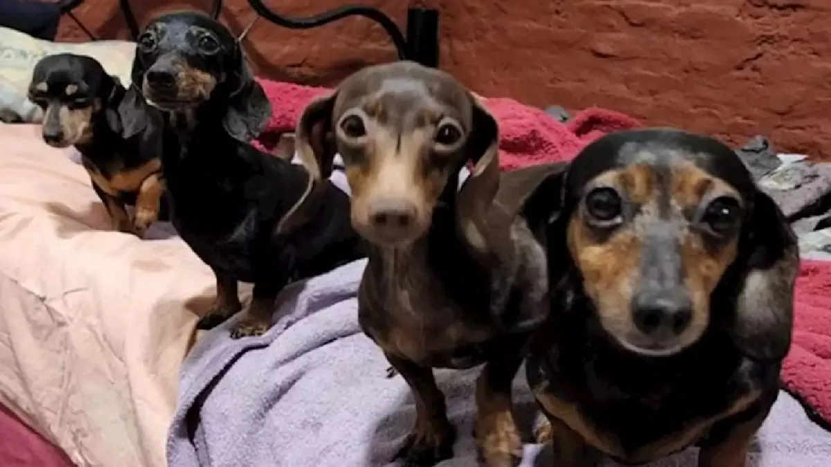 Récord de solicitudes para adoptar a los 55 perros salchicha rescatados de un criadero ilegal