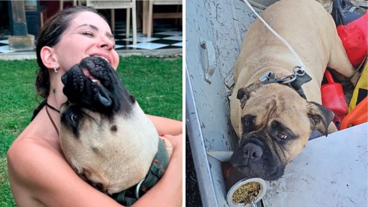 La mascota está sana y salva tras un gran susto.