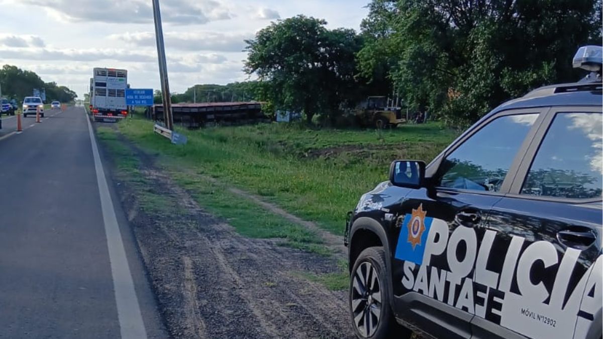 El conductor del camión resultó con lesiones y fue trasladado al Samco de Florencia: al menos 48 animales vacunos salieron del rodado.