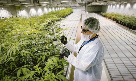 En la actualidad el mercado de cannabis medicinal y cáñamo industrial está creciendo exponencialmente y será una fuente de empleo de calidad y desarrollo económico a nivel global. En la actualidad el mercado de cannabis medicinal y cáñamo industrial está creciendo exponencialmente y será una fuente de empleo de calidad y desarrollo económico a nivel global.