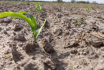 Zona Núcleo: esperan lluvias para sostener el trigo y destrabar la siembra de maíz Zona Núcleo: esperan lluvias para sostener el trigo y destrabar la siembra de maíz