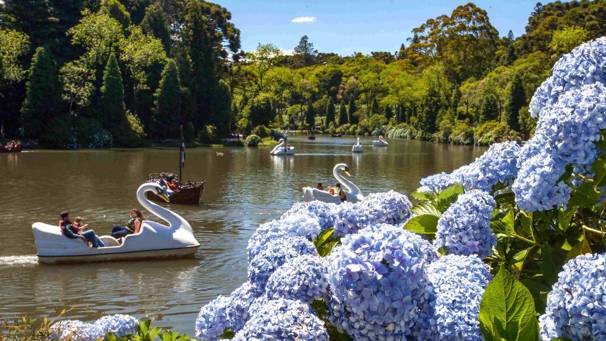 Los pinos que rodean el Lago Negro llegaron desde Alemania en 1953 con el objetivo de recrear el paisaje de la Selva Negra en suelo brasileño.