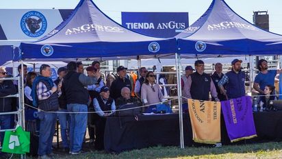 El trabajo detrás de la Semana Angus en Palermo: sincronización entre genética y logística