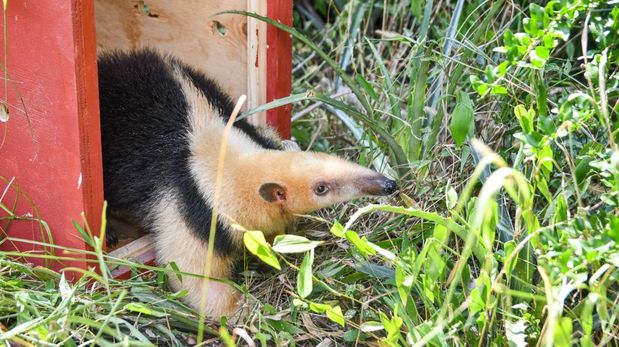 Buscan a un oso melero que se escapó de la ex Granja La Esmeralda (Imagen Ilustrativa)