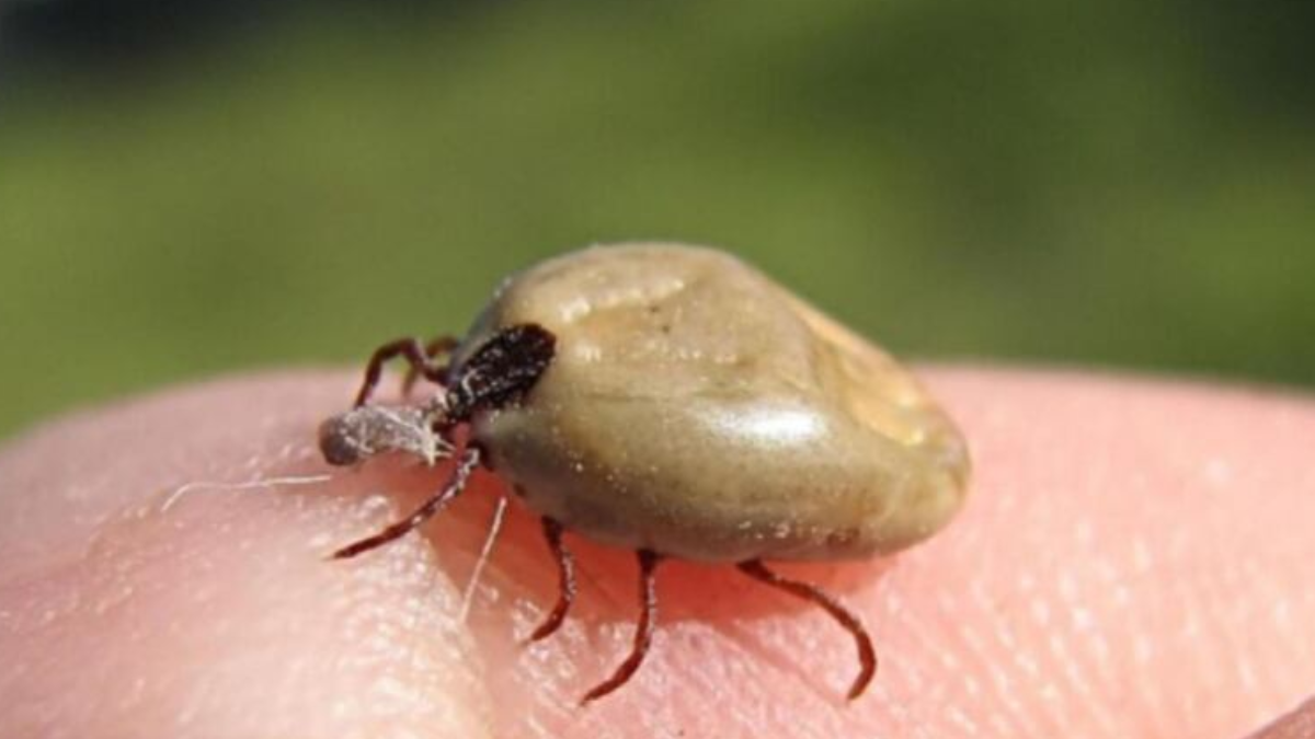 Un m&eacute;todo seguro para eliminar las pulgas y garrapatas.