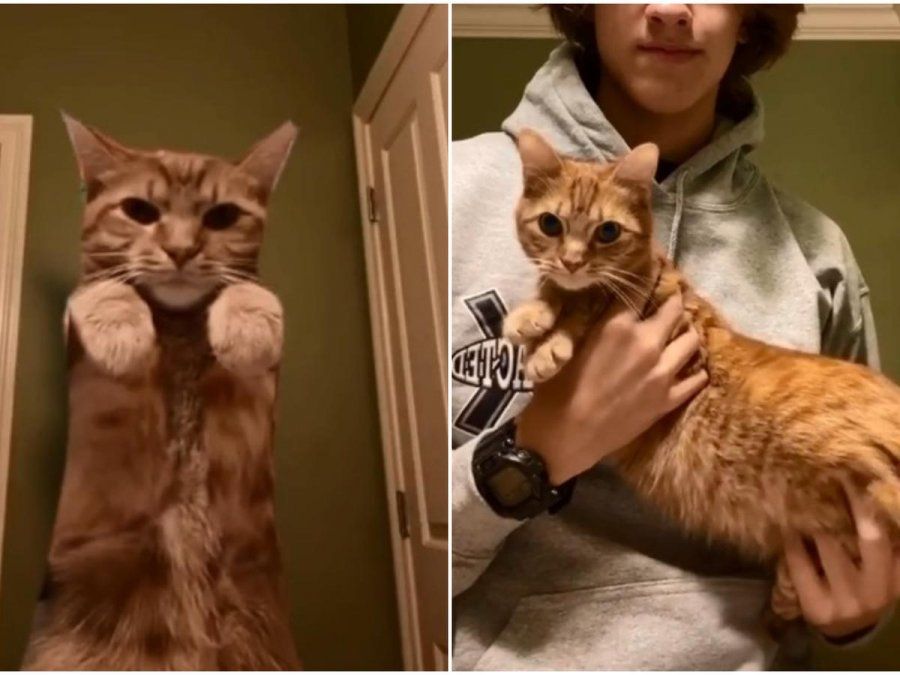 Kurt se convirtió en una estrella de Tik Tok gracias a los singulares bailes que realiza con ayuda de su dueño