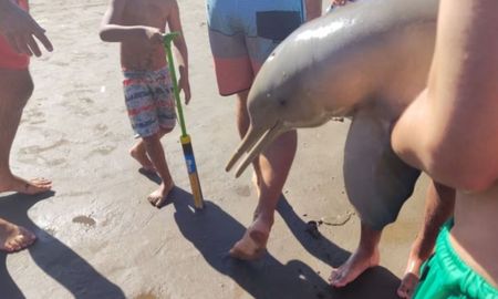 Se conoció el descargo del joven que sacó del agua al un delfín en Mar del Tuyú Se conoció el descargo del joven que sacó del agua al un delfín en Mar del Tuyú