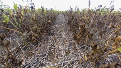 Ruta 70: la línea que divide el éxito y el fracaso de la soja en Santa Fe