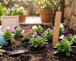 La planta que florece todo el verano si la sembrás antes de que termine el invierno.