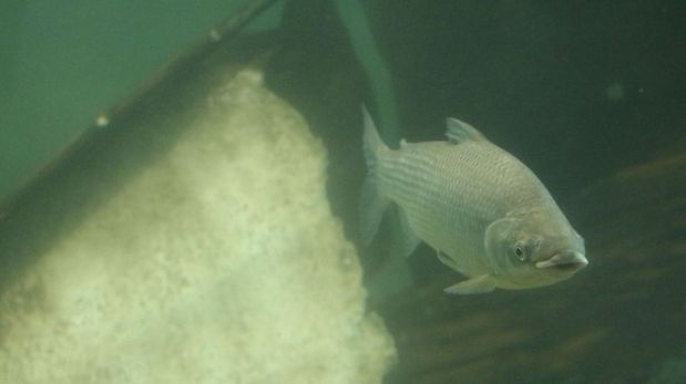 La suspensión de la exportación no influye en la pesca ni en la comercialización de peces provenientes de criadero.