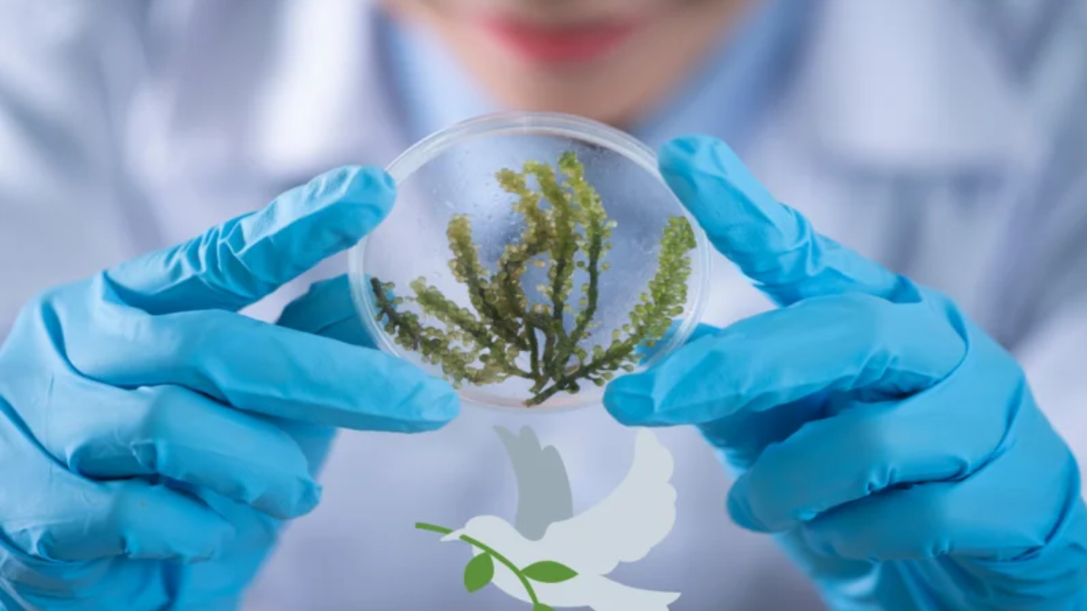 Día Mundial de la Ciencia para la Paz y el Desarrollo.