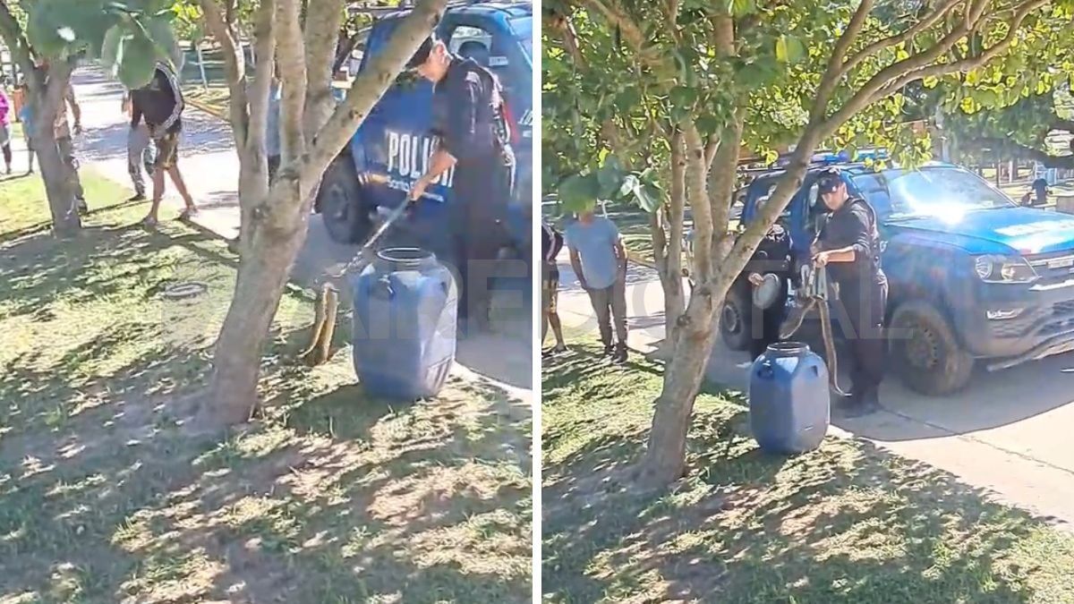 Encontraorn una serpiente Yarará en la Costanera de Santo Tomé.