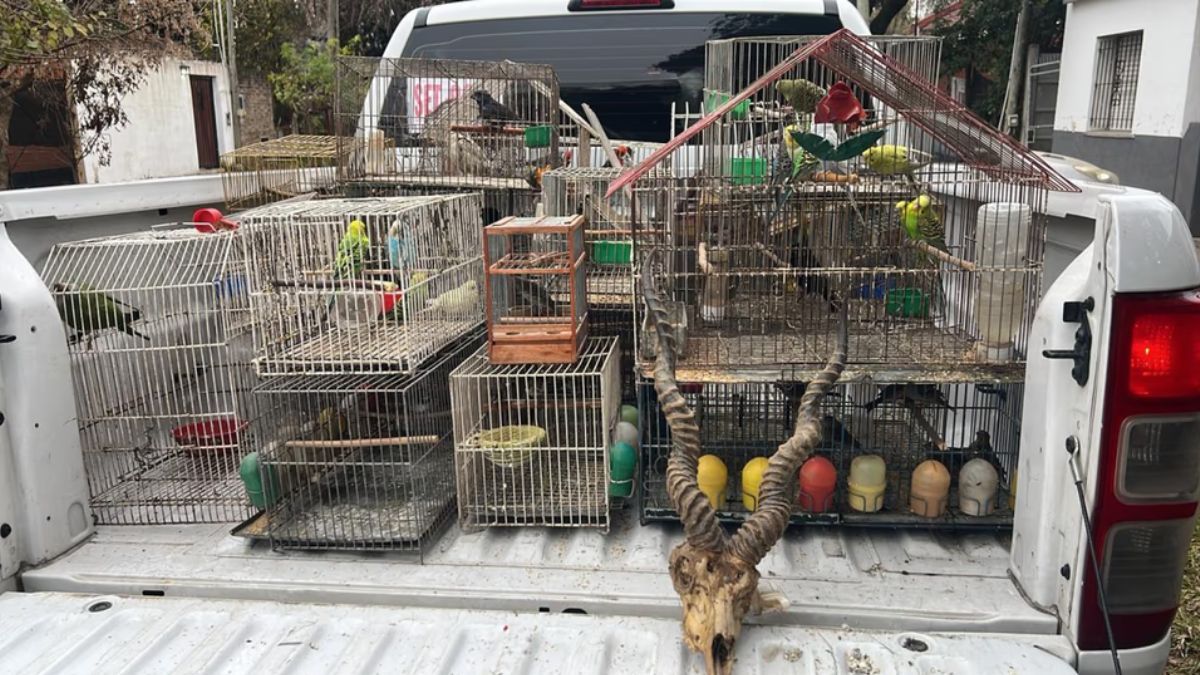 Vendían fauna silvestre por redes sociales y fueron capturados.
