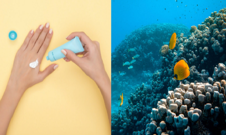 tailandia prohibe el uso de protectores solares con quimicos para proteger a los arrecifes de coral tailandia prohibe el uso de protectores solares con quimicos para proteger a los arrecifes de coral