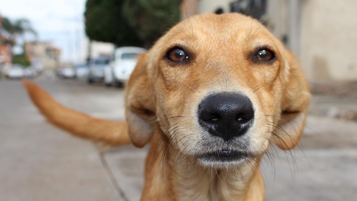 Tres perros le salvaron la vida a un hombre de morir por hipotermia