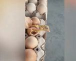 viral: vendia huevos y le nacio un pollito en el maple viral: vendia huevos y le nacio un pollito en el maple