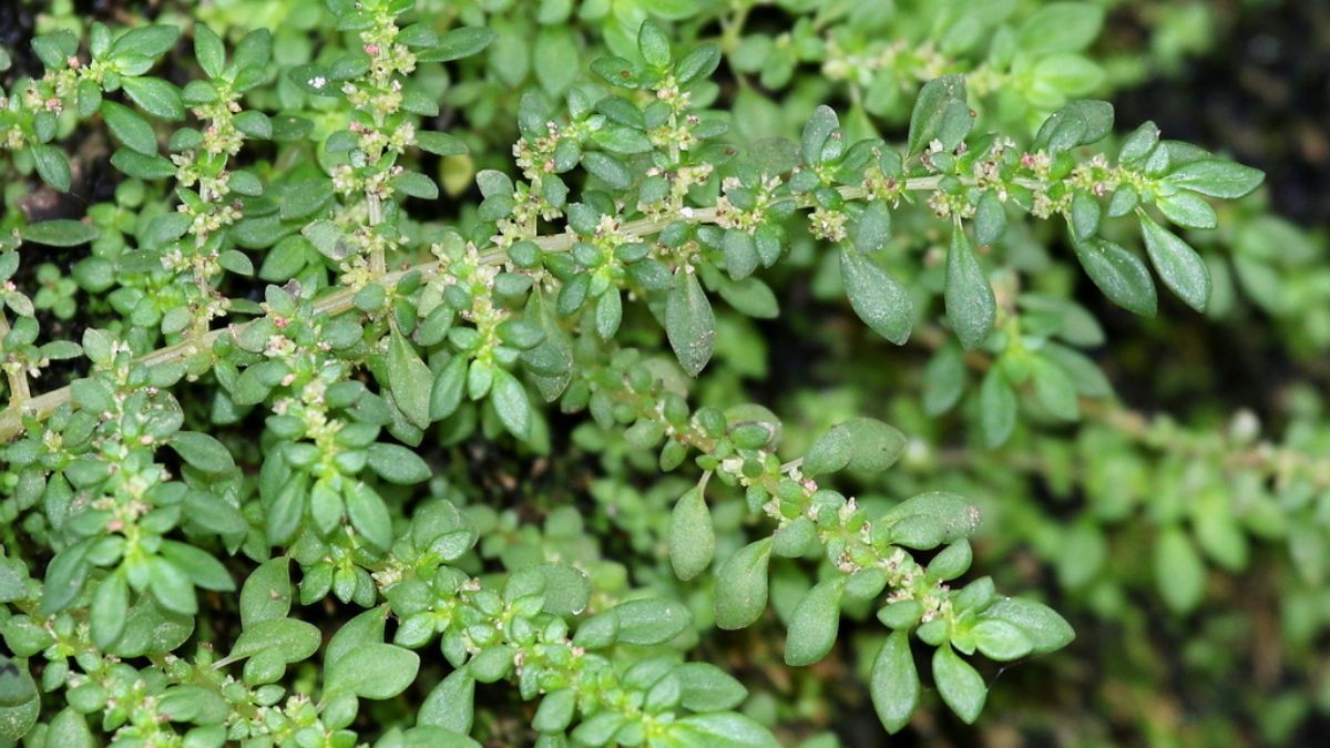 El Helecho Arroz destaca por su follaje tupido