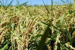 Arroz y carbono: la cadena se organiza ante las nuevas reglas ambientales del mercado Arroz y carbono: la cadena se organiza ante las nuevas reglas ambientales del mercado