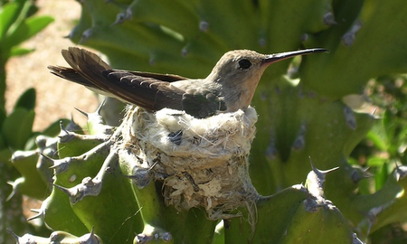 Cuántos huevos pone el colibrí cada vez Cuántos huevos pone el colibrí cada vez