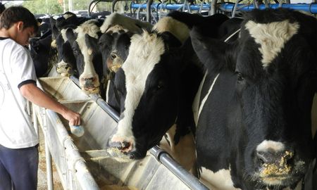 Panorama del sector lechero: se agrava la crisis de la producción y los tamberos solicitan la ayuda a los demás integrantes de la cadena. Panorama del sector lechero: se agrava la crisis de la producción y los tamberos solicitan la ayuda a los demás integrantes de la cadena.