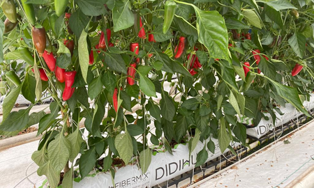 Cómo cultivar pimientos en maceta y disfrutar de su cosecha temprana Cómo cultivar pimientos en maceta y disfrutar de su cosecha temprana