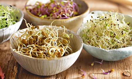 por que deberias incorporar germinados en tu dieta por que deberias incorporar germinados en tu dieta