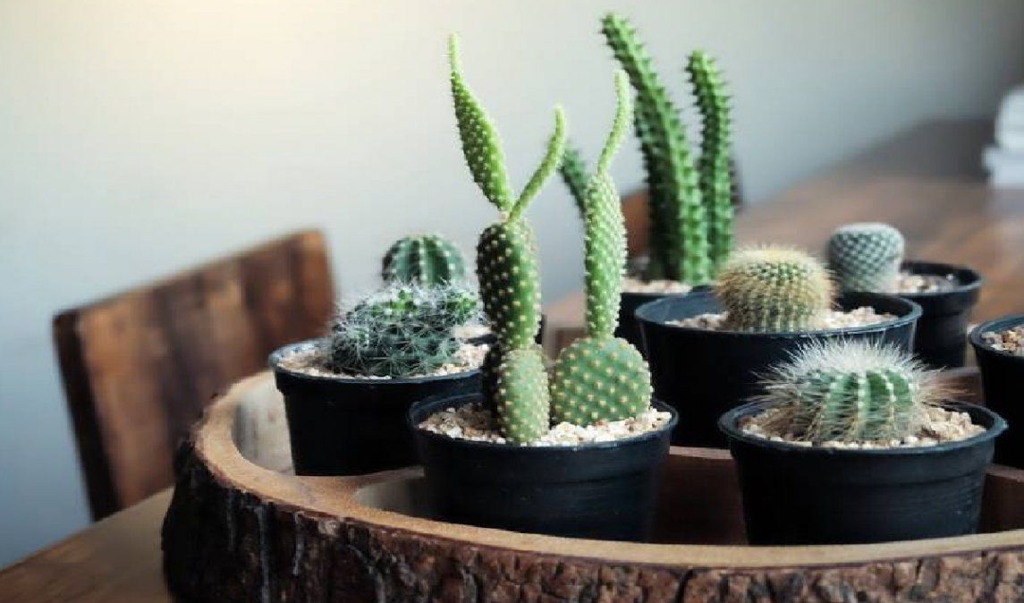 Los cactus proyectan energías