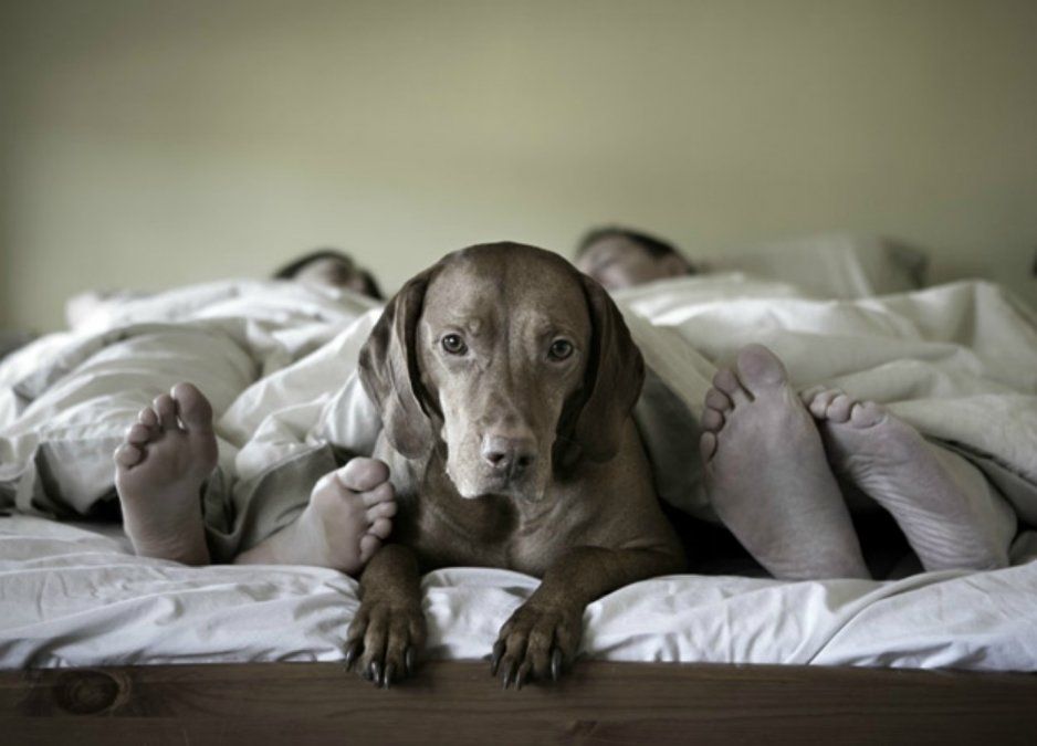 dormir_con_mascotas.jpg