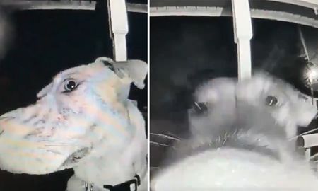 Video viral: una perra se escapó por varias horas de su casa y luego volvió tocando el timbre. Video viral: una perra se escapó por varias horas de su casa y luego volvió tocando el timbre.