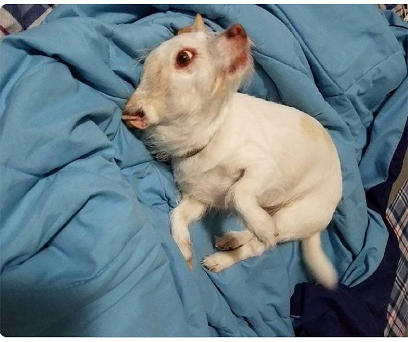 Creyeron haber encontrado un extraño animal, pero la realidad resultó ser muy diferente