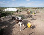 Cada vez más empresas lácteas, especialmente las exportadoras, exigen que los tambos cumplan con estándares de bienestar animal Cada vez más empresas lácteas, especialmente las exportadoras, exigen que los tambos cumplan con estándares de bienestar animal