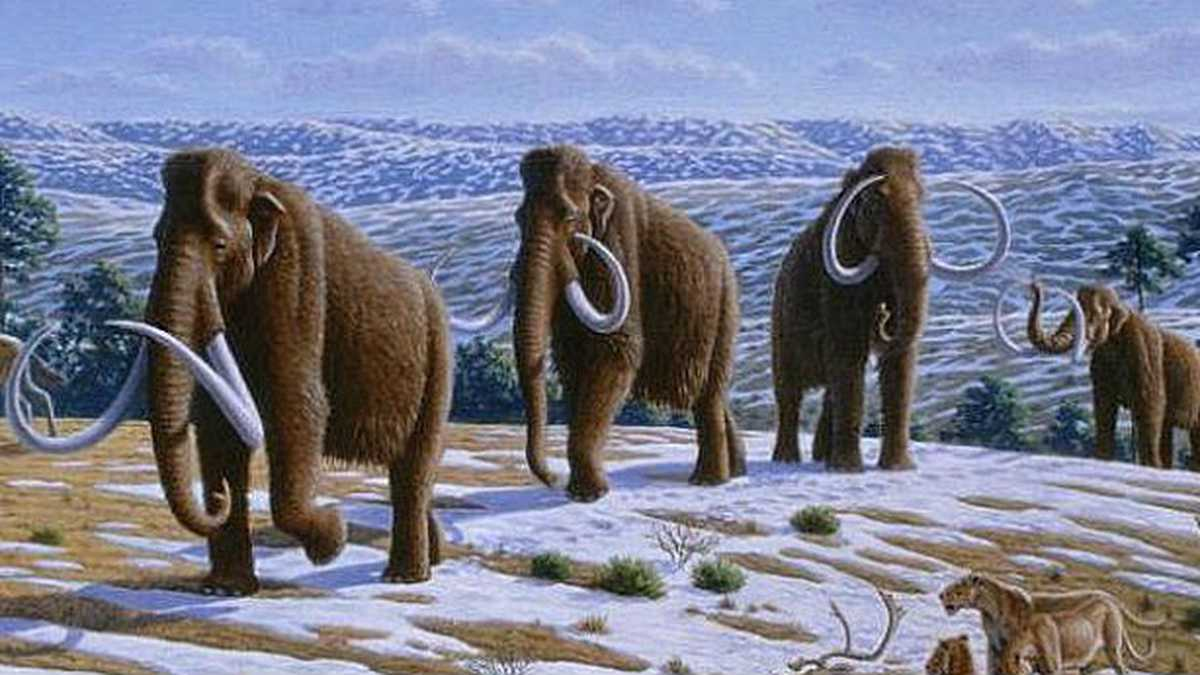El regreso de este gigante a las norteñas áreas de Rusia y Canadá podría ayudar a regenerar el ecosistema que se está perdiendo de manera paulatina con el cambio climático.