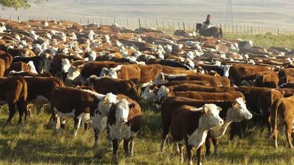 Menos vacas, menos carne: la alarmante caída del rodeo bovino