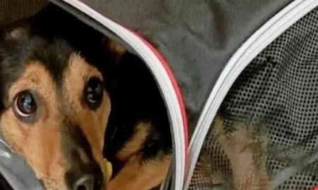 El perro Coco no será deportado: permanecerá en Ezeiza en cuarentena y luego volverá con su familia El perro Coco no será deportado: permanecerá en Ezeiza en cuarentena y luego volverá con su familia