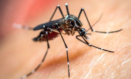 Esta semana se confirmaron 2.312 casos de dengue. Esta semana se confirmaron 2.312 casos de dengue.