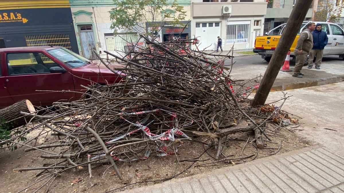 Un camión arrancó un árbol y provocó que un comercio quede sin internet y no pueda cobrar: así se resolvió con la intervención de AIRE.