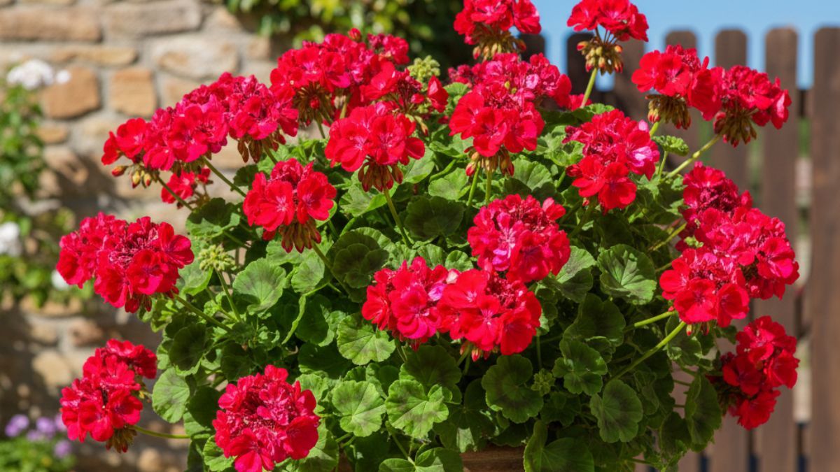 Cómo revivir un malvón y lograr que vuelva a llenar de color tu jardín.