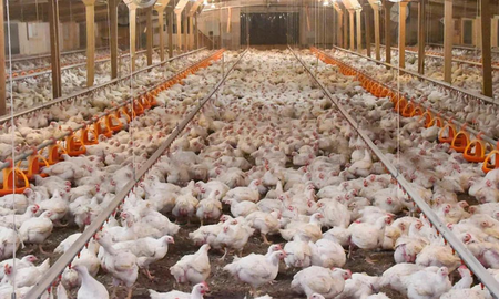 En total, 58 pollos fueron encontrados sin vida en el interior de un criadero instalado en Recreo. En total, 58 pollos fueron encontrados sin vida en el interior de un criadero instalado en Recreo.