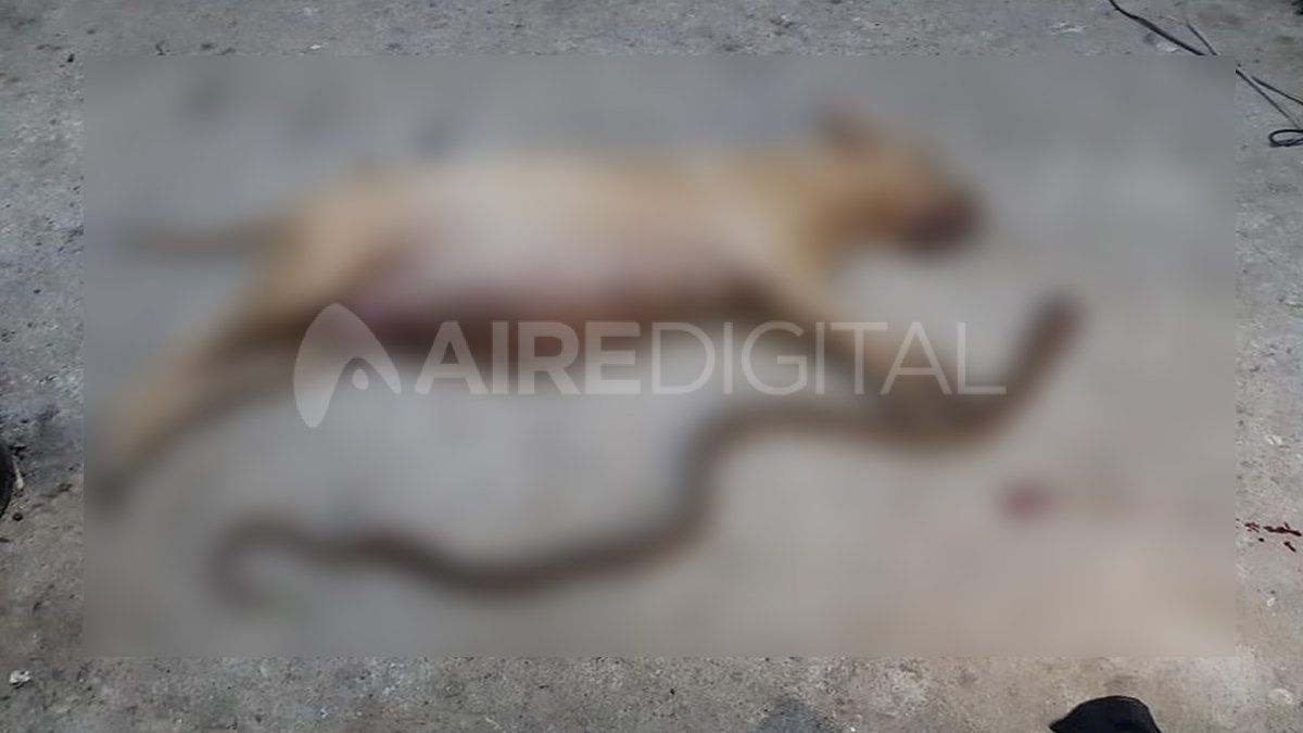 La conmovedora historia de la perra que salvó a su familia de una cobra venenosa