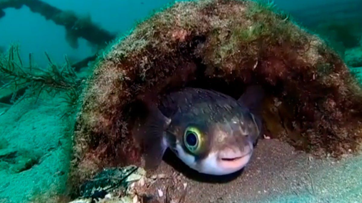 De acuerdo al diario británico Daily Mail, Casey divisó al pez globo —que al parecer se sintió atraído por la luz o la tapa ropa que colgaba de la cámara— mientras buceaba cerca del muelle Rye Pier, ubicado en la Península de Mornington del estado australiano de Victoria.